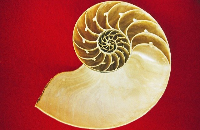 The nautilus, a spiral in nature